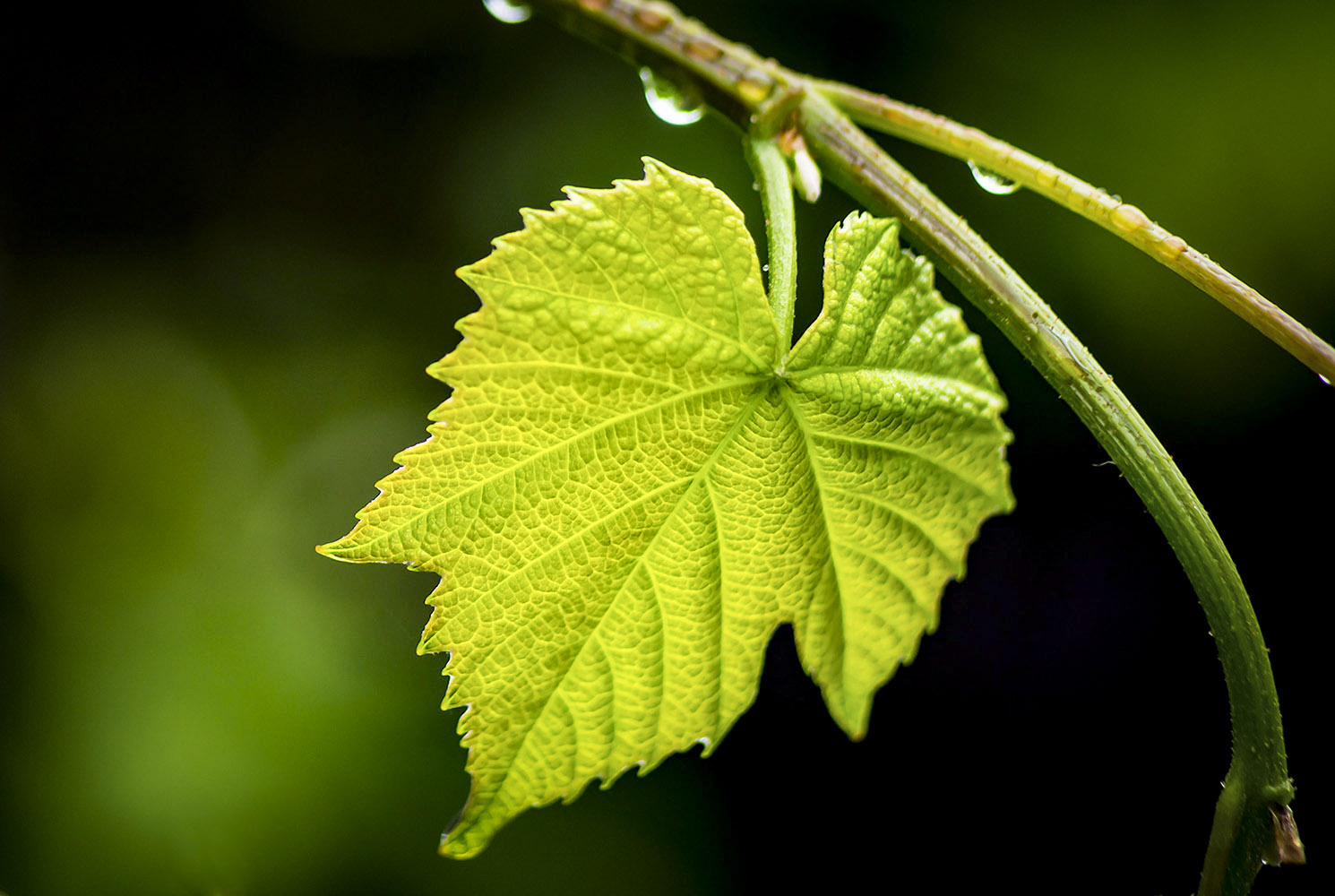 GRAPE-LEAF3