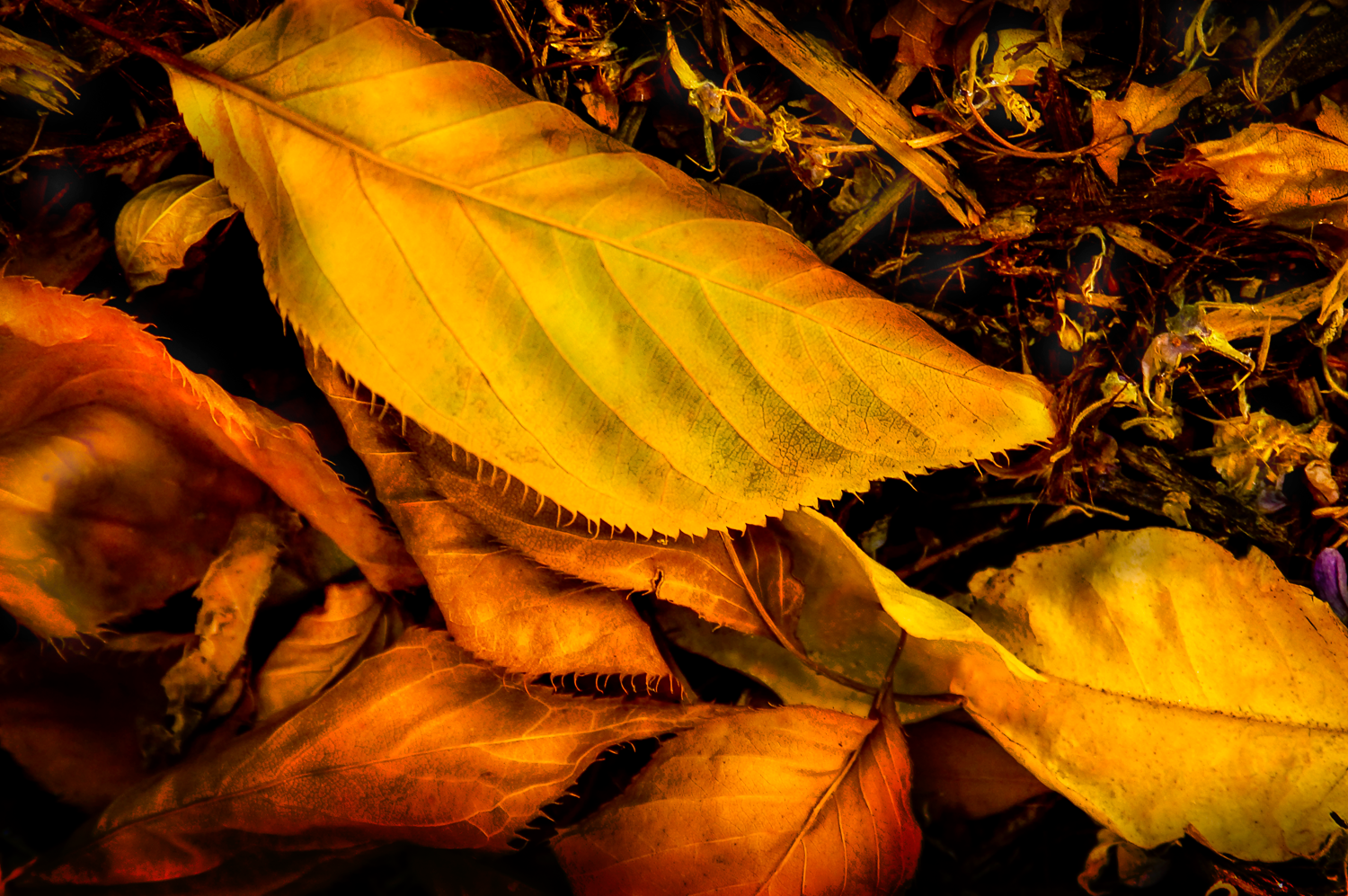 leaf4