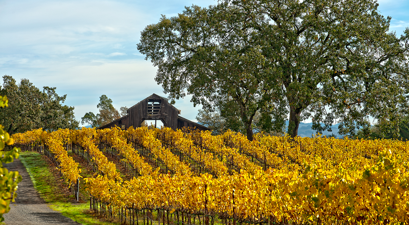 FALL VINEYARDS-SANTA ROSA